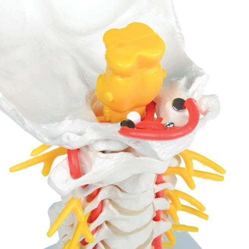 Cervical Spine