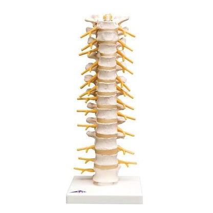 Thoracic Spine