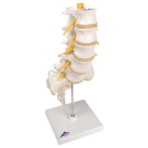 Lumbar Spine
