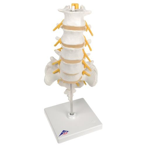 Lumbar Spine