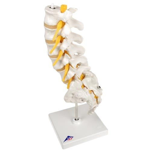 Lumbar Spine