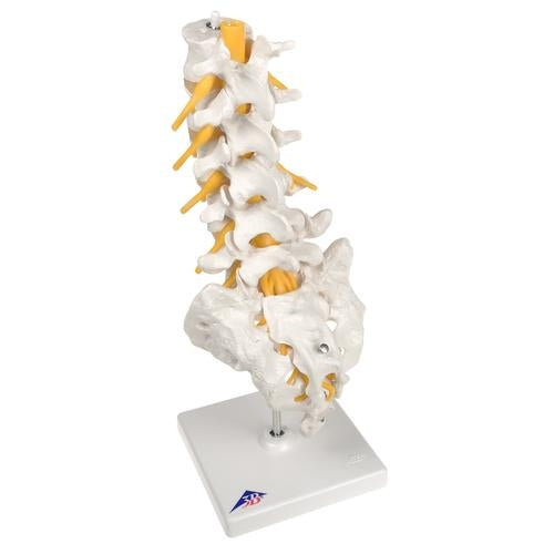Lumbar Spine