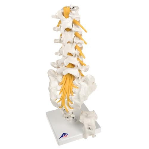 Lumbar Spine