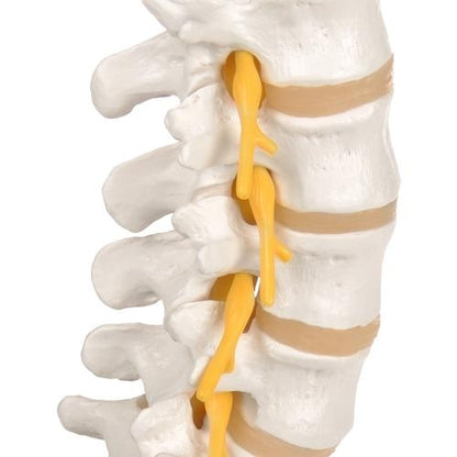 Lumbar Spine