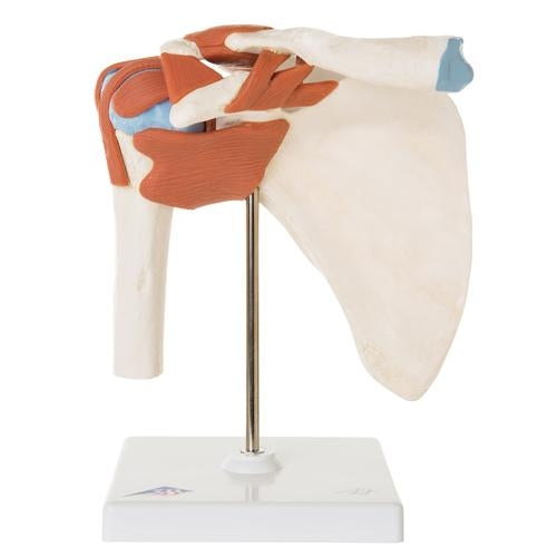 Deluxe Shoulder Joint