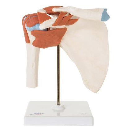 Deluxe Shoulder Joint