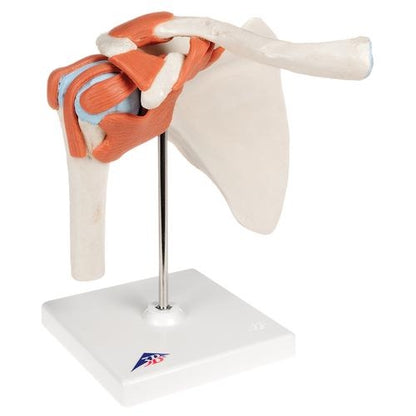 Deluxe Shoulder Joint