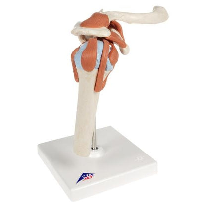 Deluxe Shoulder Joint