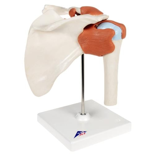Deluxe Shoulder Joint