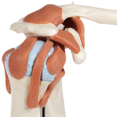Deluxe Shoulder Joint