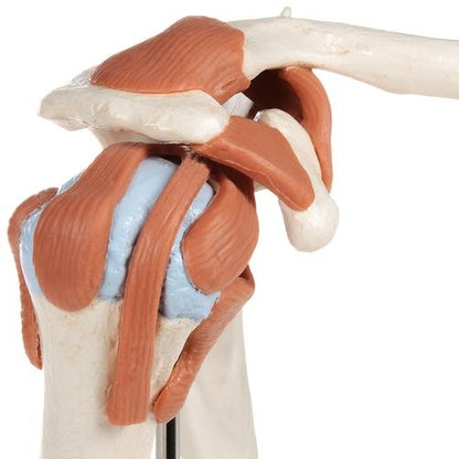Deluxe Shoulder Joint