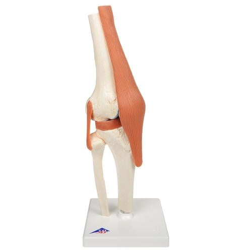 Knee with ligaments and marked cartilage