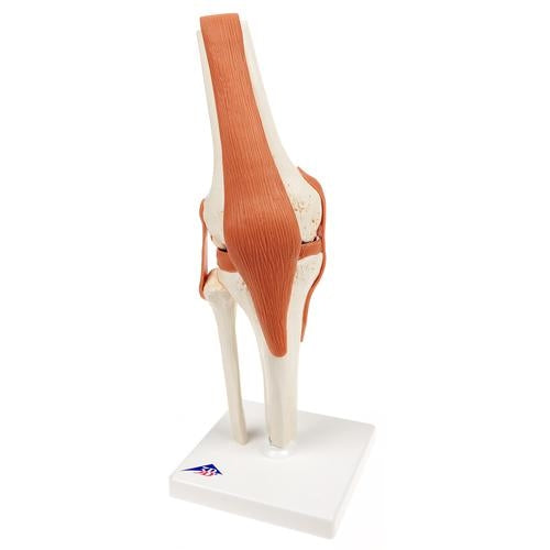 Knee with ligaments and marked cartilage