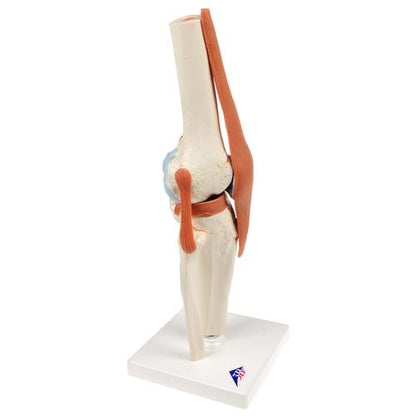 Knee with ligaments and marked cartilage