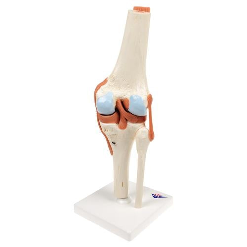 Knee with ligaments and marked cartilage