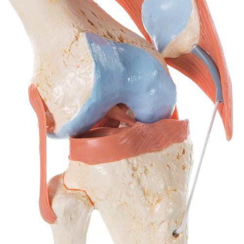 Knee with ligaments and marked cartilage
