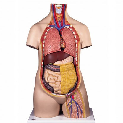 Klassisk Unisex Torso 12 dele