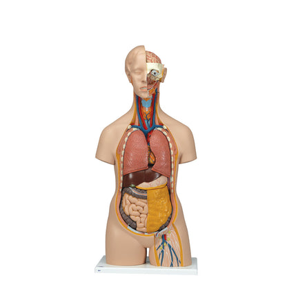 Klassisk Unisex Torso 14 dele