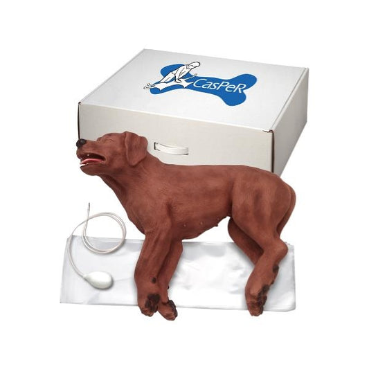 CasPeR first aid dog