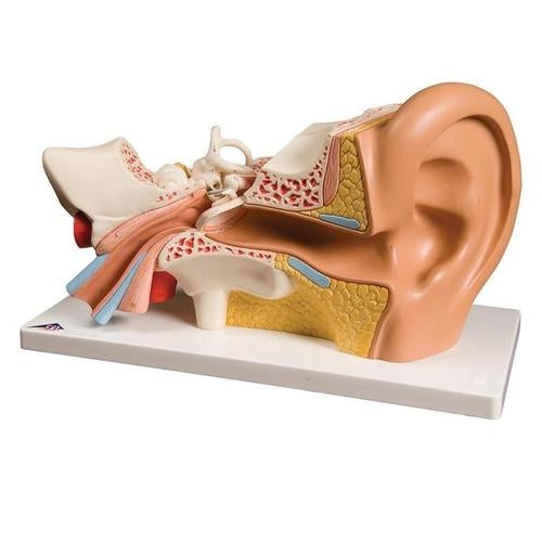 Giant Ear 4 parts
