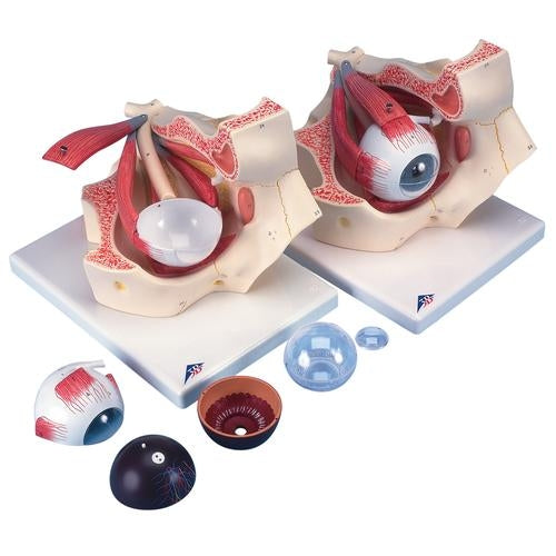 Complete Eye 7 parts