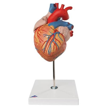 Big Heart 4 parts