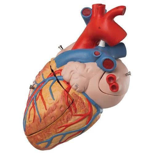 Big Heart 4 parts