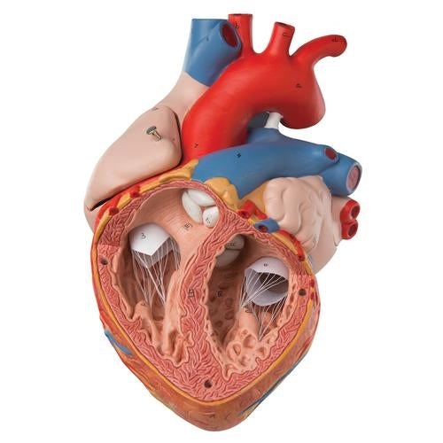 Big Heart 4 parts
