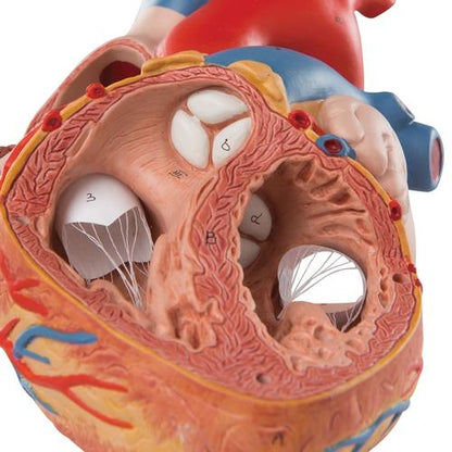 Big Heart 4 parts