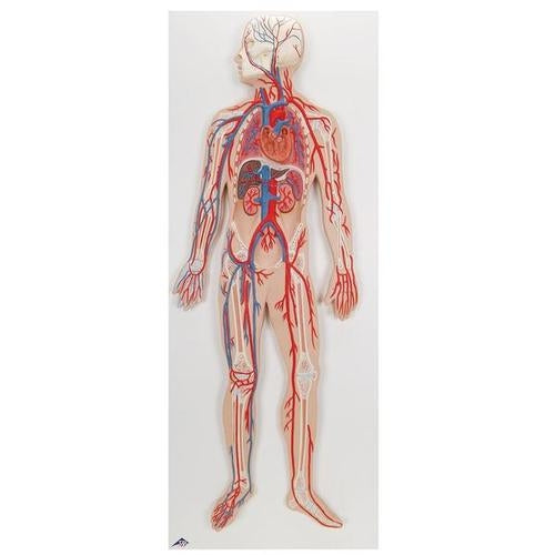 Circulatory system
