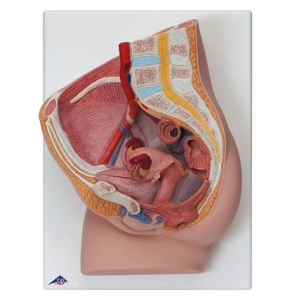 Female Pelvis Cross Section