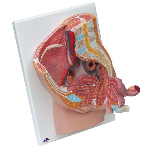 Female Pelvis Cross Section