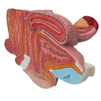 Female Pelvis Cross Section