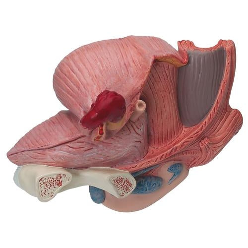 Female Pelvis Cross Section