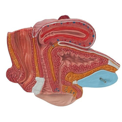 Female Pelvis Cross Section