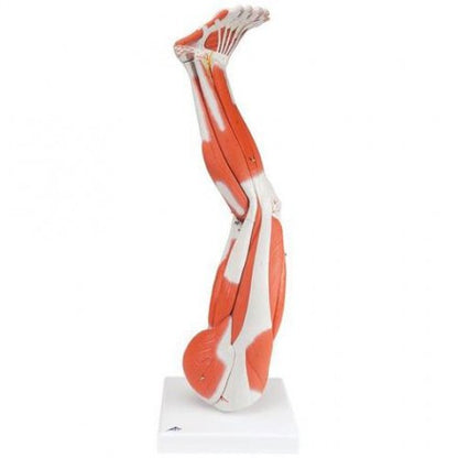 Muscle Leg 9 parts