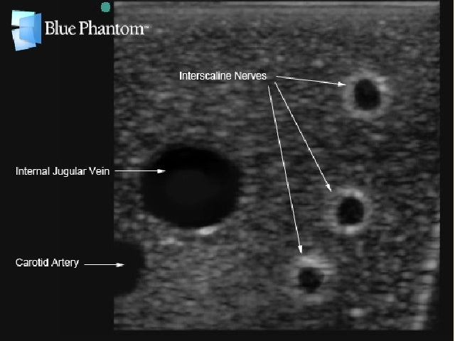 Blue Phantom Ultrasound Training Model Central Line and Regional Anesthesia