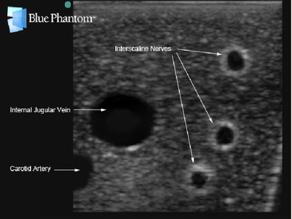 Blue Phantom Ultrasound Training Model Central Line and Regional Anesthesia