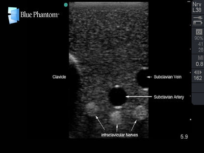 Blue Phantom Ultrasound Training Model Central Line and Regional Anesthesia