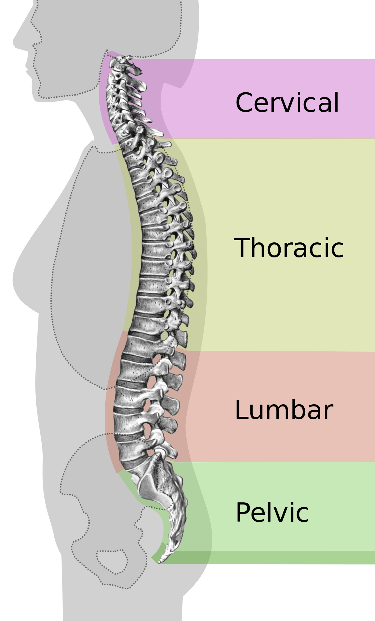 Lumbar Spine
