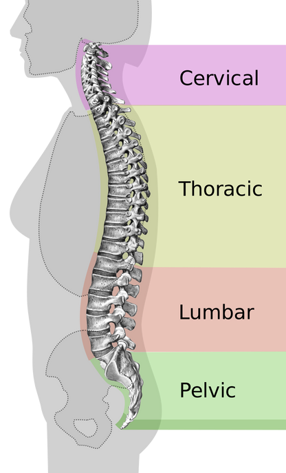 Lumbar Spine